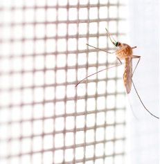 Protección del hogar contra mosquitos